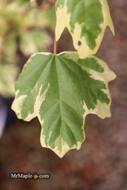 - FOR PICK UP ONLY | Acer campestre 'Carnival' White Variegated Maple | DOES NOT SHIP - Mr Maple │ Buy Japanese Maple Trees