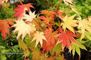 - Acer shirasawanum 'Jordan' Golden Full Moon Japanese Maple - Mr Maple │ Buy Japanese Maple Trees