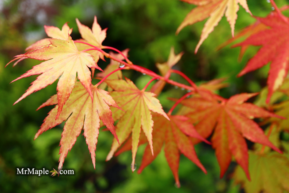 Acer shirasawanum 'Jordan' Golden Full Moon Japanese Maple