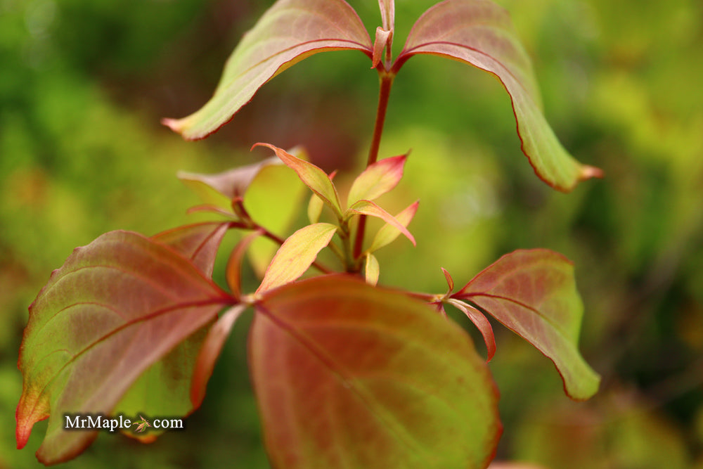 FOR PICK UP ONLY | Cornus kousa 'NCCH1' Little Ruby™ Flowering Chinese Dogwood | DOES NOT SHIP