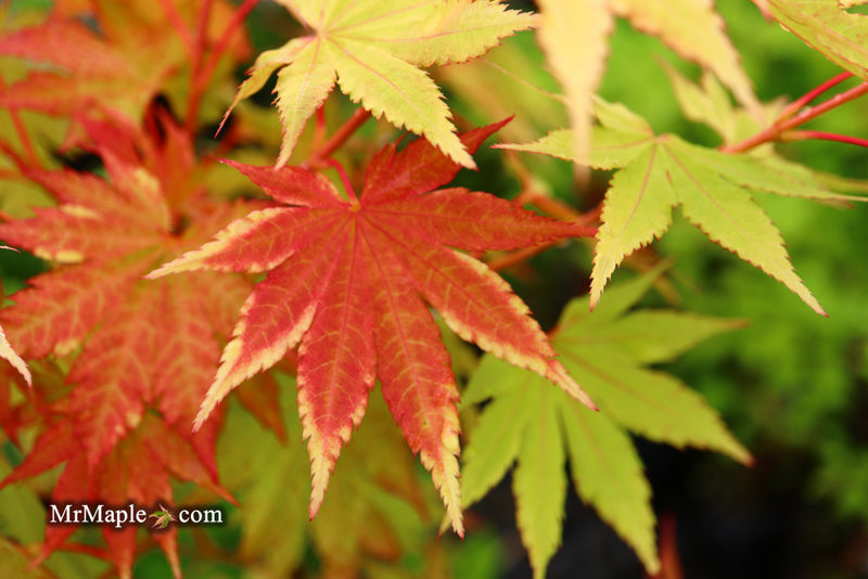 - Acer shirasawanum 'Jordan' Golden Full Moon Japanese Maple - Mr Maple │ Buy Japanese Maple Trees