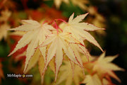 - Acer shirasawanum 'Jordan' Golden Full Moon Japanese Maple - Mr Maple │ Buy Japanese Maple Trees