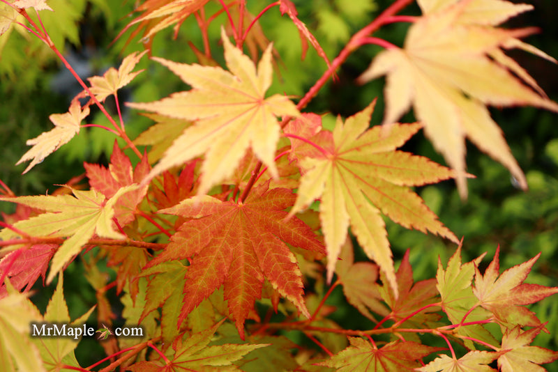 - Acer shirasawanum 'Jordan' Golden Full Moon Japanese Maple - Mr Maple │ Buy Japanese Maple Trees