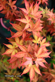 - Acer palmatum 'Gable's Glory' Chameleon Japanese Maple - Mr Maple │ Buy Japanese Maple Trees