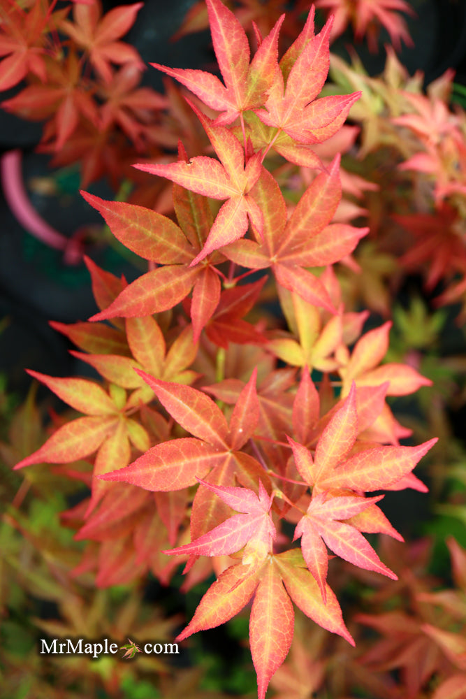 - Acer palmatum 'Gable's Glory' Chameleon Japanese Maple - Mr Maple │ Buy Japanese Maple Trees