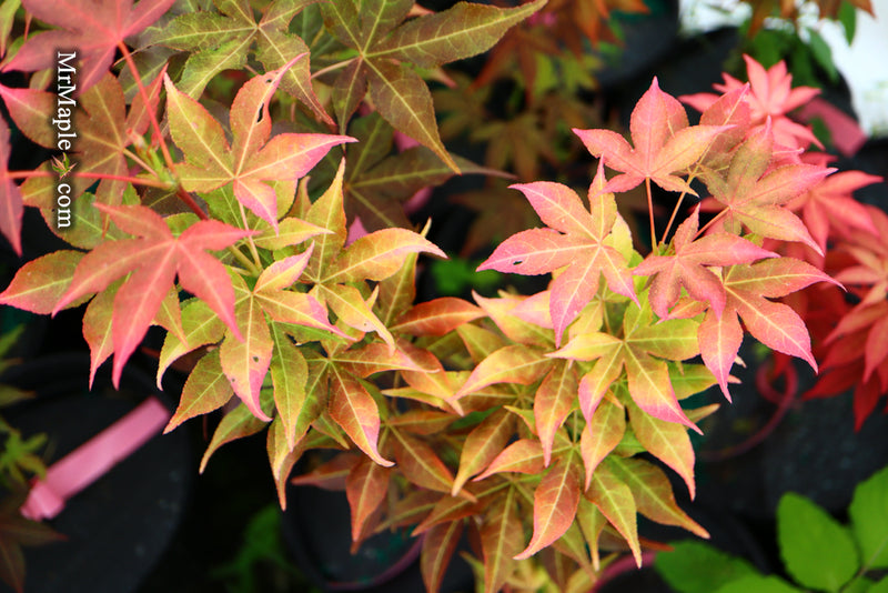 - Acer palmatum 'Gable's Glory' Chameleon Japanese Maple - Mr Maple │ Buy Japanese Maple Trees