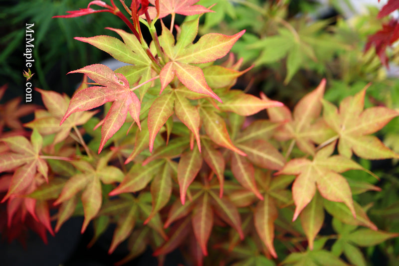 - Acer palmatum 'Gable's Glory' Chameleon Japanese Maple - Mr Maple │ Buy Japanese Maple Trees
