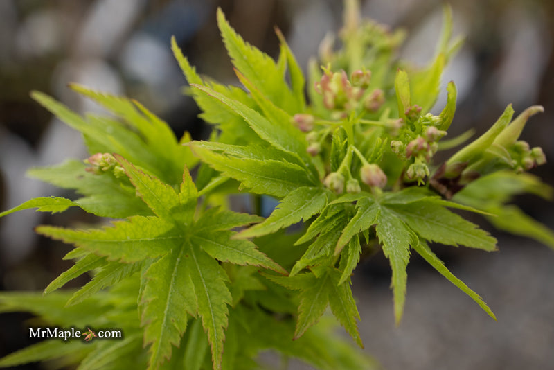 - Acer palmatum 'Tattoo' Dwarf Japanese Maple - Mr Maple │ Buy Japanese Maple Trees