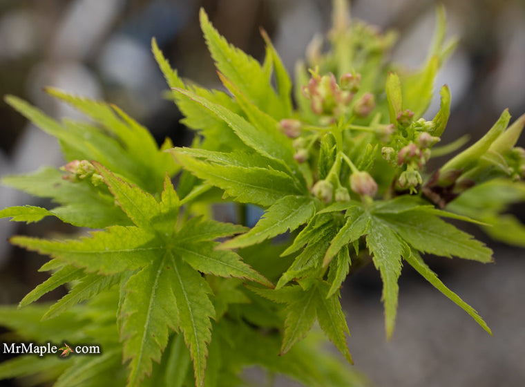 - FOR PICKUP ONLY | Acer palmatum 'Tattoo' Dwarf Japanese Maple | DOES NOT SHIP - Mr Maple │ Buy Japanese Maple Trees