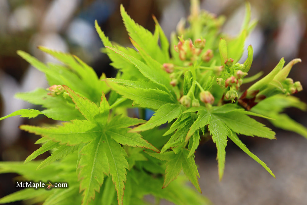 - FOR PICKUP ONLY | Acer palmatum 'Tattoo' Dwarf Japanese Maple | DOES NOT SHIP - Mr Maple │ Buy Japanese Maple Trees