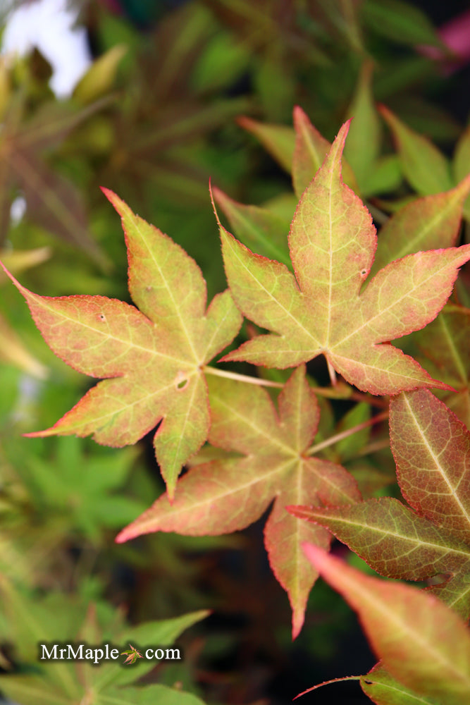 - Acer palmatum 'Gable's Glory' Chameleon Japanese Maple - Mr Maple │ Buy Japanese Maple Trees