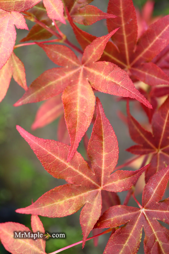 - Acer palmatum 'Gable's Glory' Chameleon Japanese Maple - Mr Maple │ Buy Japanese Maple Trees