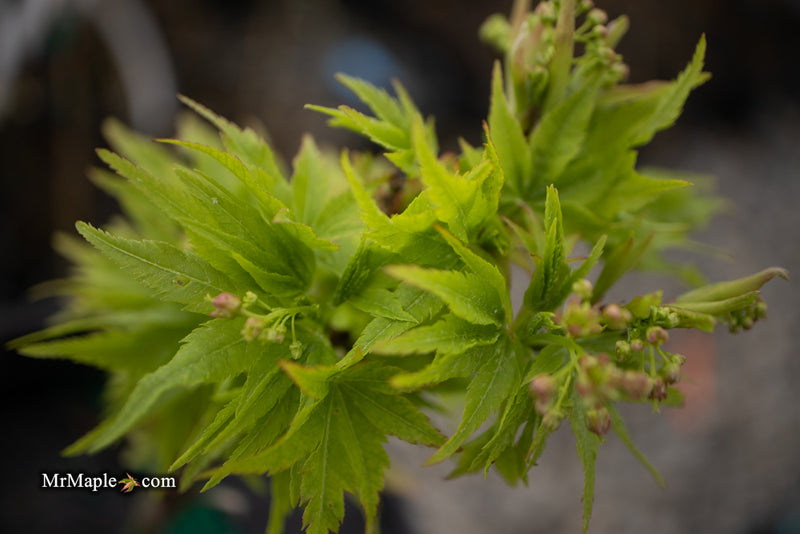 - Acer palmatum 'Tattoo' Dwarf Japanese Maple - Mr Maple │ Buy Japanese Maple Trees