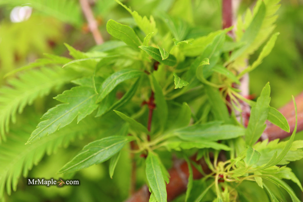 FOR PICKUP ONLY | Acer palmatum 'Hagoromo' Angel Feather Japanese Maple | DOES NOT SHIP