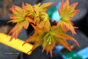 - FOR PICKUP ONLY | Acer palmatum 'Japanese Princess' Dwarf Japanese Maple | DOES NOT SHIP - Mr Maple │ Buy Japanese Maple Trees