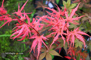 - Acer palmatum 'Celebration' Japanese Maple - Mr Maple │ Buy Japanese Maple Trees