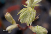 - Acer japonicum ‘Rising Sun’ Japanese Maple - Mr Maple │ Buy Japanese Maple Trees
