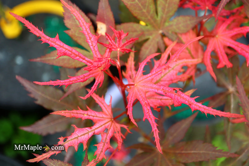 - Acer palmatum 'Celebration' Japanese Maple - Mr Maple │ Buy Japanese Maple Trees