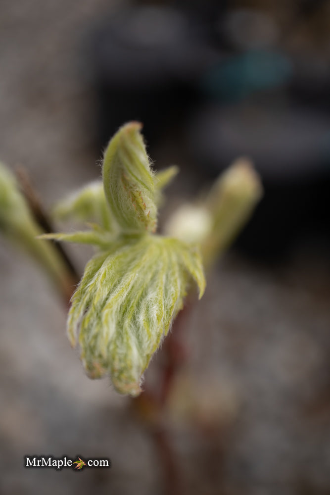 - FOR PICKUP ONLY | Acer japonicum ‘Rising Sun’ Japanese Maple | DOES NOT SHIP - Mr Maple │ Buy Japanese Maple Trees