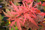 - Acer palmatum 'Celebration' Japanese Maple - Mr Maple │ Buy Japanese Maple Trees