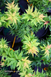 - Acer palmatum 'Koi' Dwarf Japanese Maple - Mr Maple │ Buy Japanese Maple Trees