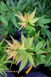 - Acer palmatum 'Koi' Dwarf Japanese Maple - Mr Maple │ Buy Japanese Maple Trees