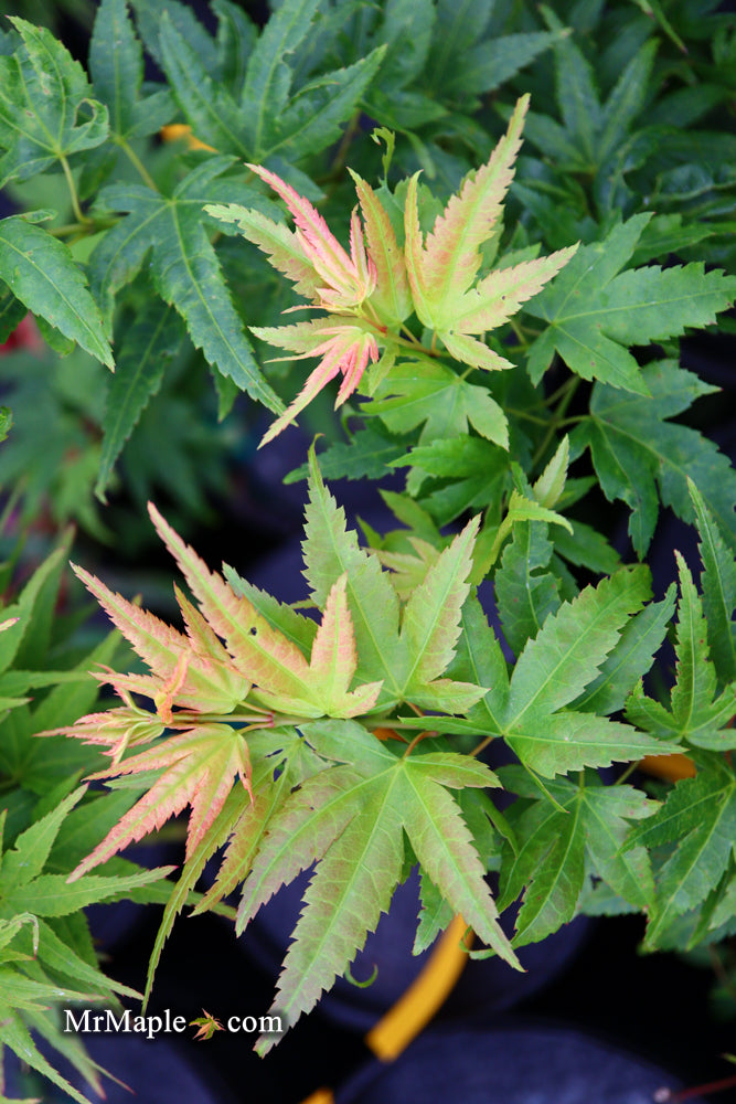 - Acer palmatum 'Koi' Dwarf Japanese Maple - Mr Maple │ Buy Japanese Maple Trees