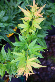 - Acer palmatum 'Koi' Dwarf Japanese Maple - Mr Maple │ Buy Japanese Maple Trees