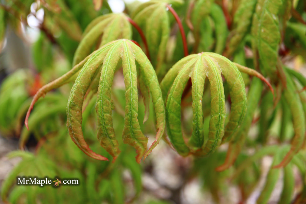Acer palmatum 'Bloody Talons' Japanese Maple