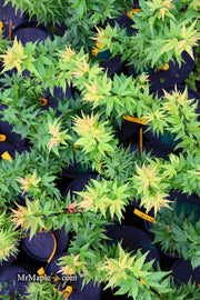 - Acer palmatum 'Koi' Dwarf Japanese Maple - Mr Maple │ Buy Japanese Maple Trees