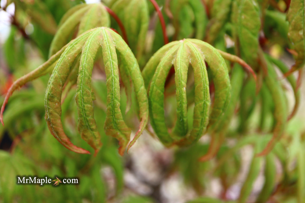 Acer palmatum 'Bloody Talons' Japanese Maple
