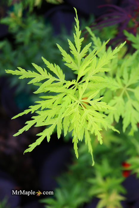 Acer palmatum 'Judith Ann' Japanese Maple