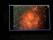 - FOR PICKUP ONLY | Acer palmatum 'Nebula' Variegated Japanese Maple | DOES NOT SHIP - Mr Maple │ Buy Japanese Maple Trees