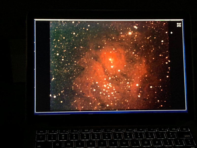 - FOR PICKUP ONLY | Acer palmatum 'Nebula' Variegated Japanese Maple | DOES NOT SHIP - Mr Maple │ Buy Japanese Maple Trees