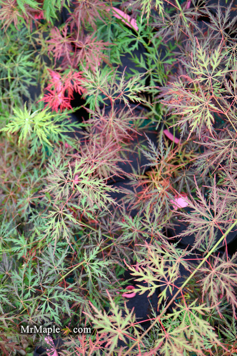 Acer palmatum 'Eye of The Tiger' Japanese Maple