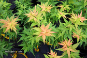 - Acer palmatum 'Japanese Princess' Dwarf Japanese Maple - Mr Maple │ Buy Japanese Maple Trees