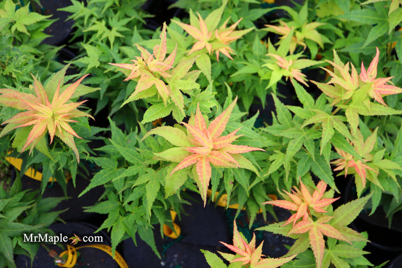 - Acer palmatum 'Japanese Princess' Dwarf Japanese Maple - Mr Maple │ Buy Japanese Maple Trees