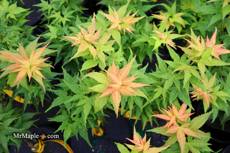 - FOR PICKUP ONLY | Acer palmatum 'Japanese Princess' Dwarf Japanese Maple | DOES NOT SHIP - Mr Maple │ Buy Japanese Maple Trees