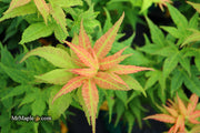 - FOR PICKUP ONLY | Acer palmatum 'Japanese Princess' Dwarf Japanese Maple | DOES NOT SHIP - Mr Maple │ Buy Japanese Maple Trees