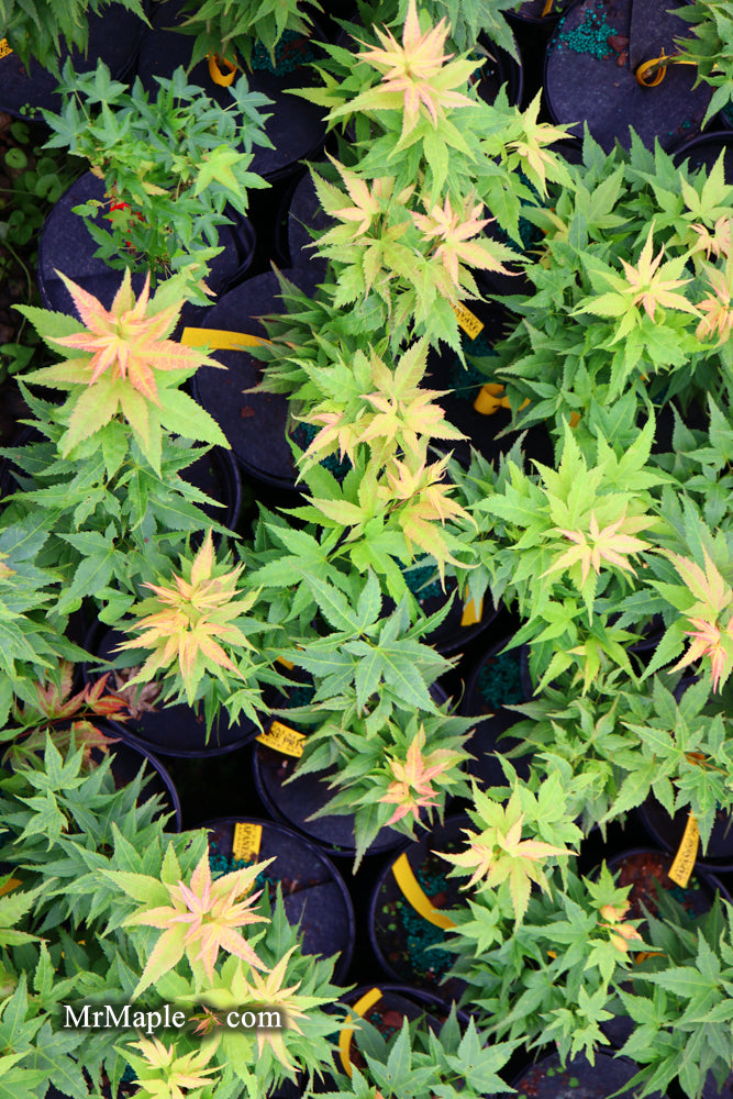 - Acer palmatum 'Japanese Princess' Dwarf Japanese Maple - Mr Maple │ Buy Japanese Maple Trees