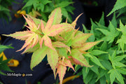 - Acer palmatum 'Japanese Princess' Dwarf Japanese Maple - Mr Maple │ Buy Japanese Maple Trees