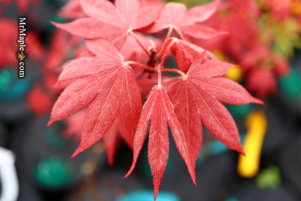 Acer palmatum 'Dolly Hill' Red Japanese Maple