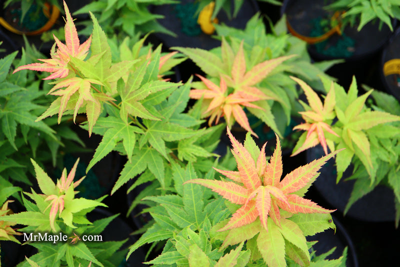 - Acer palmatum 'Japanese Princess' Dwarf Japanese Maple - Mr Maple │ Buy Japanese Maple Trees