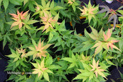 - Acer palmatum 'Japanese Princess' Dwarf Japanese Maple - Mr Maple │ Buy Japanese Maple Trees