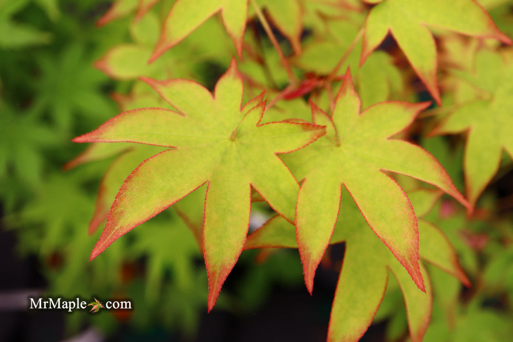 Acer palmatum 'Tana' Japanese Maple
