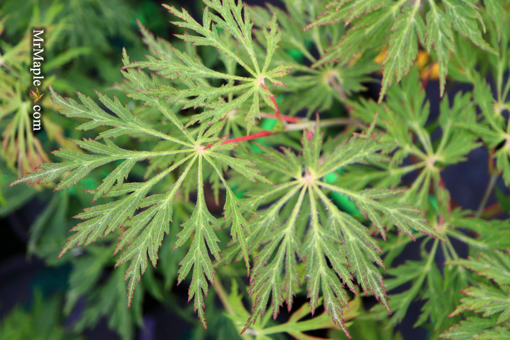 FOR PICKUP ONLY | Acer japonicum 'Oregon Fern' Full Moon Japanese Maple | DOES NOT SHIP