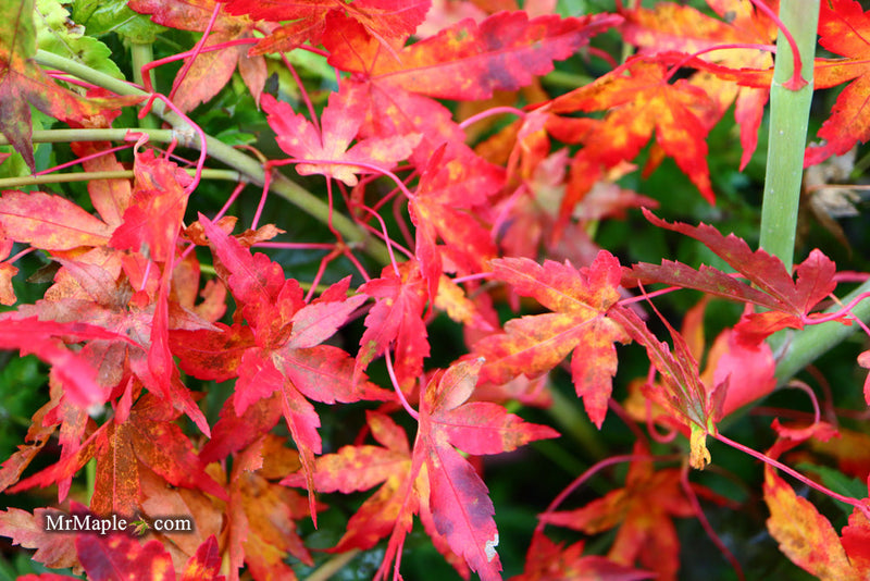 - FOR PICK UP ONLY | Acer palmatum 'Golden Falls' Weeping Golden Japanese Maple | DOES NOT SHIP - Mr Maple │ Buy Japanese Maple Trees