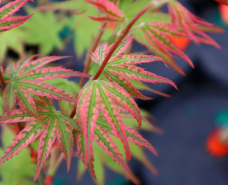 - FOR PICKUP ONLY | Acer palmatum 'Ikandi' Japanese Maple| DOES NOT SHIP - Mr Maple │ Buy Japanese Maple Trees