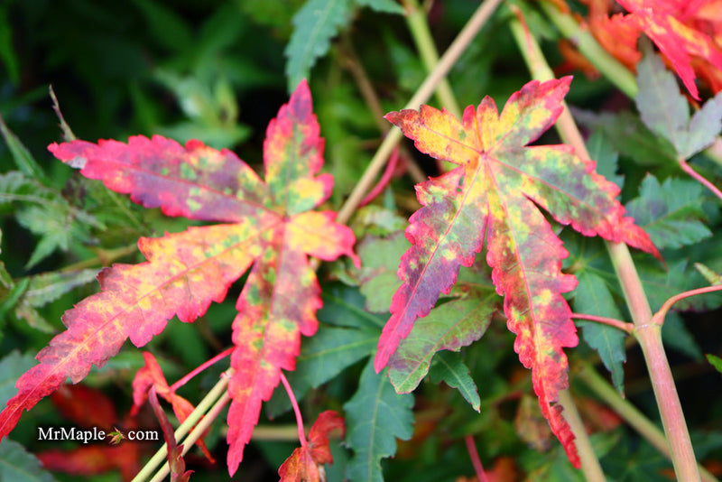- FOR PICK UP ONLY | Acer palmatum 'Golden Falls' Weeping Golden Japanese Maple | DOES NOT SHIP - Mr Maple │ Buy Japanese Maple Trees
