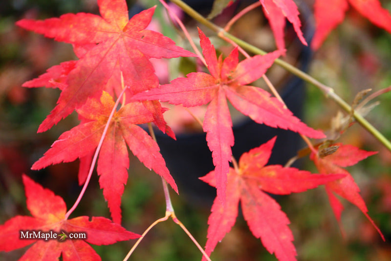 - FOR PICK UP ONLY | Acer palmatum 'Golden Falls' Weeping Golden Japanese Maple | DOES NOT SHIP - Mr Maple │ Buy Japanese Maple Trees